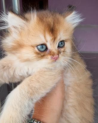 Gattini british longhair