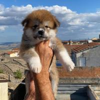 Cuccioli Akita inu