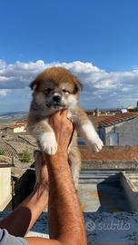 Cuccioli Akita inu
