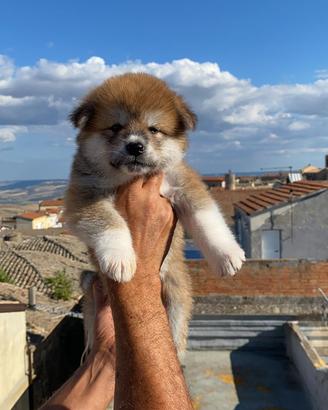 Cuccioli Akita inu