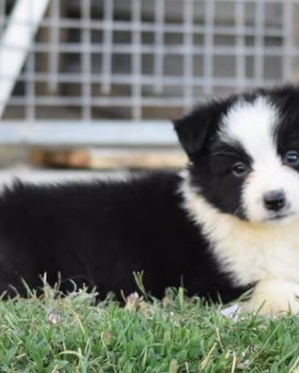 Border collie