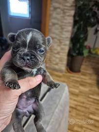 Bulldog francese esotico a recupero spese