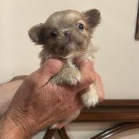Chihuahua