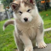 Alaskan malamute