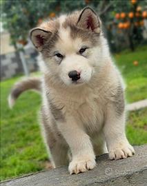 Alaskan malamute