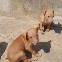Cuccioli di cirneco dell'Etna
