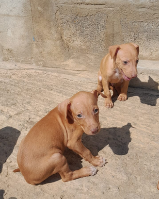 Cuccioli di cirneco dell'Etna