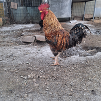 Gallo da carne o da pollaio