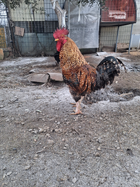 Gallo da carne o da pollaio