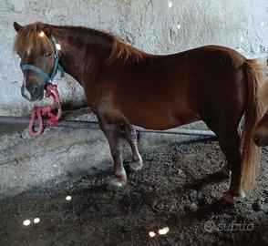 Pony femmina