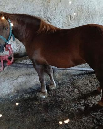 Pony femmina