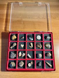 Fossili da collezione