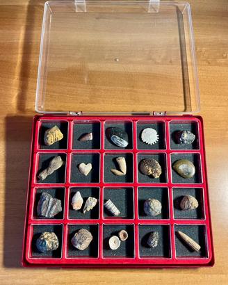 Fossili da collezione