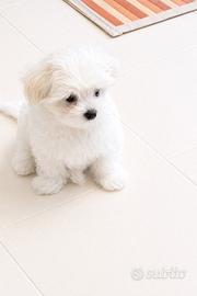 Cucciolo Maltese coreano toy