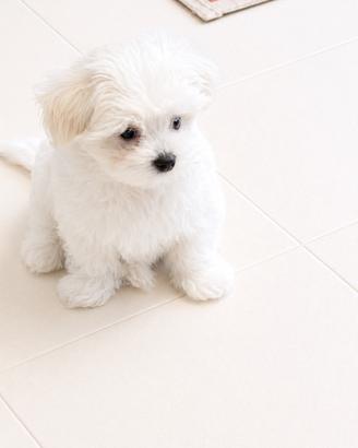 Cucciolo Maltese coreano toy