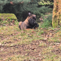 Cuccioli disponibili