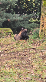 Cuccioli disponibili