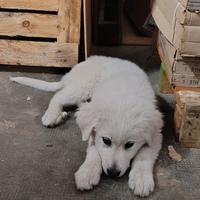 Cucciola Femmina Pastore Abruzzese Maremmano