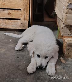 Cucciola Femmina Pastore Abruzzese Maremmano