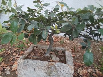 bonsai di quercia 