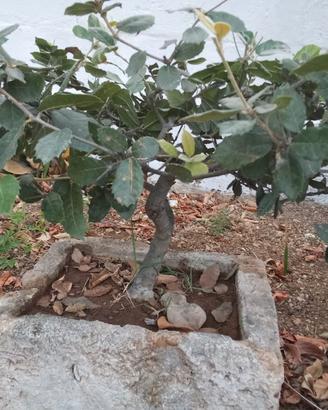 bonsai di quercia 