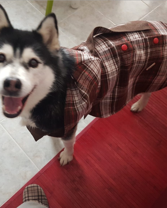 Vestiti per cani