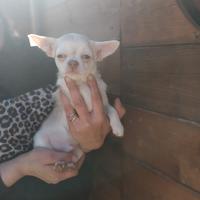 Chihuahua