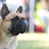 Bouledogue francese per monta