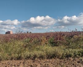 Vigneto negroamaro alta qualità