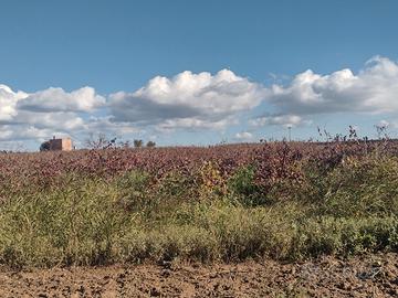 Vigneto negroamaro alta qualità