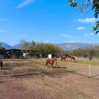 Paddock cavalli