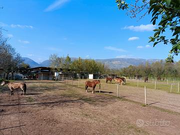 Paddock cavalli