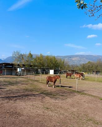 Paddock cavalli