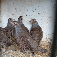 Coppia starne ( pernice grigia )