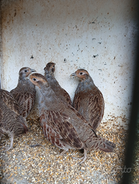 Coppia starne ( pernice grigia )