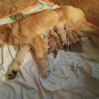 Cuccioli golden retriever