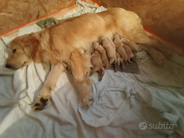 Cuccioli golden retriever