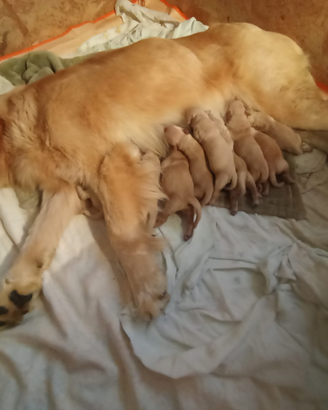 Cuccioli golden retriever