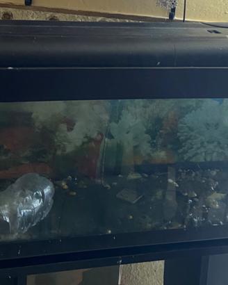acquario