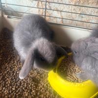 Coniglietti nani testa di leone nani