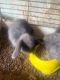 Coniglietti nani testa di leone nani