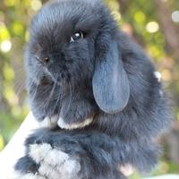 Cuccioli Minilop e Ariete nano