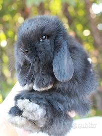 Cuccioli Minilop e Ariete nano