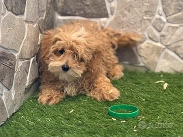 Maltipoo