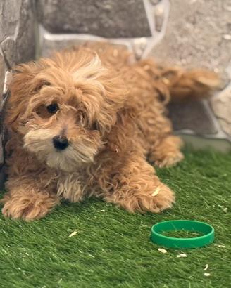 Maltipoo