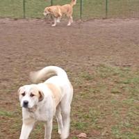 Pastore Asia Centrale c/pedigree x monte