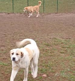 Pastore Asia Centrale c/pedigree x monte