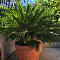 Cycas