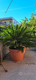 Cycas