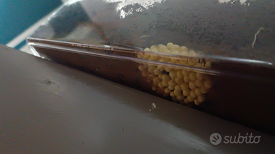 Uova di lumaca gigante africana